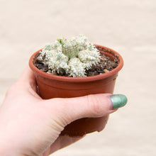 Load image into Gallery viewer, Euphorbia Mammillaris Variegata &#39;Corn Cob Cactus&#39;
