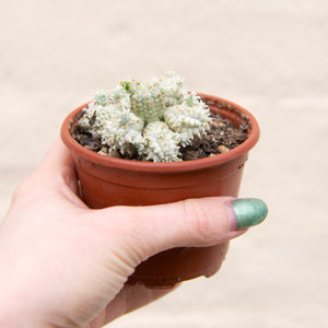 Euphorbia Mammillaris Variegata 'Corn Cob Cactus'