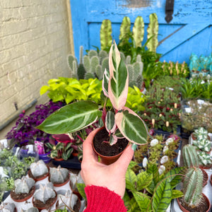 Calathea Sanguine 'Triostar'