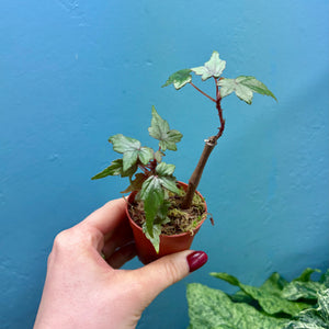 Begonia Dregei Propagation Pot (Caudex Begonia)