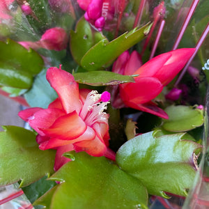 Schlumbergera 'Thanksgiving Cactus'