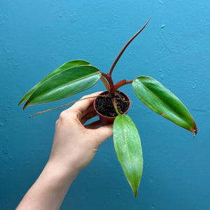 Home Grown Houseplant Wonky Bargain Bundle (9 Plants) Philodendron, Epiphyllum, Hoya & Begonia