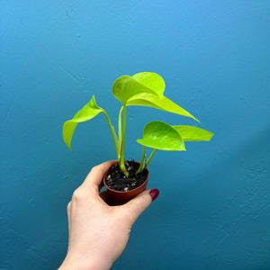 Epipremnum Aureum 'Neon Pothos' C