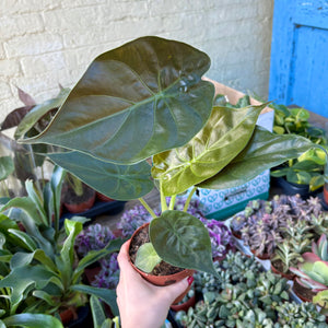 Alocasia Wentii ‘Hardy Elephant Ear’