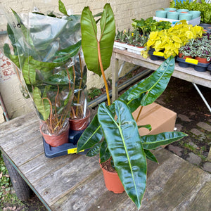 XL Philodendron Billietiae