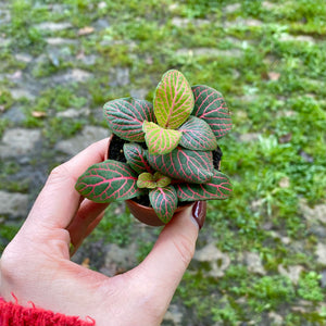 Baby Fittonia