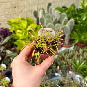 Baby Drosera Capensis 'Cape Sundew' (Carnivorous Plant)