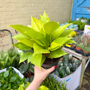 Homalomena Rubescens ‘Golden'