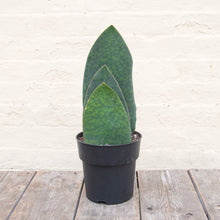 Load image into Gallery viewer, Giant Sansevieria Masoniana &#39;Victoria&#39; (Whale Fin)
