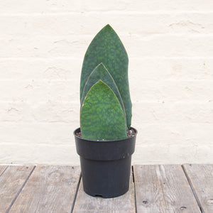 Giant Sansevieria Masoniana 'Victoria' (Whale Fin)