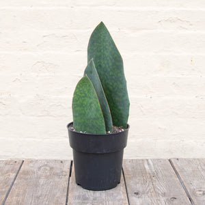 Giant Sansevieria Masoniana 'Victoria' (Whale Fin)