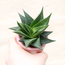 Load image into Gallery viewer, Haworthia Limifolia &#39;Twister&#39;
