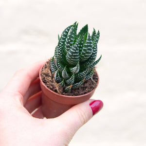 Haworthia Super Fasciata