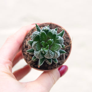 Haworthia Super Fasciata