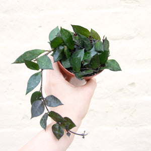 Hoya Krohniana 'Black Leaf'