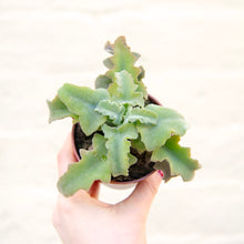 Load image into Gallery viewer, Kalanchoe Beharensis &#39;Maltese Cross&#39;
