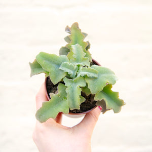 Kalanchoe Beharensis 'Maltese Cross'