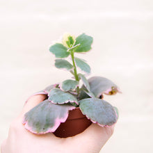 Load image into Gallery viewer, Kalanchoe Fedtschenkoi Variegated &#39;Lavender Scallops&#39;
