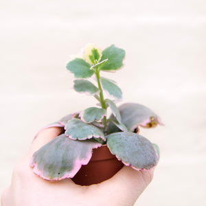 Kalanchoe Fedtschenkoi Variegated 'Lavender Scallops'