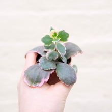 Load image into Gallery viewer, Kalanchoe Fedtschenkoi Variegated &#39;Lavender Scallops&#39;
