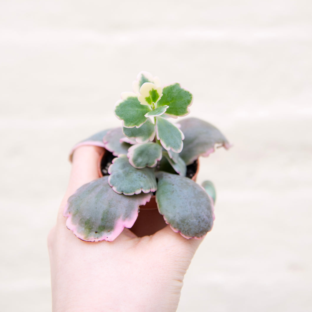 Kalanchoe Fedtschenkoi Variegated 'Lavender Scallops'