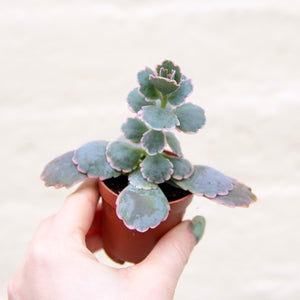 Kalanchoe Fedtschenkoi Variegated 'Lavender Scallops'