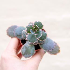 Kalanchoe Fedtschenkoi Variegated 'Lavender Scallops'