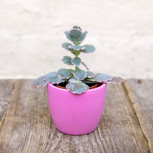 Kalanchoe Fedtschenkoi Variegated 'Lavender Scallops'