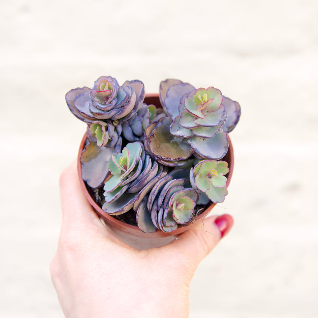 Kalanchoe Fedtschenkoi 'Lavender Scallops'