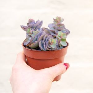 Kalanchoe Fedtschenkoi 'Lavender Scallops'