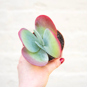 Kalanchoe Thyrsiflora 'Flapjacks'