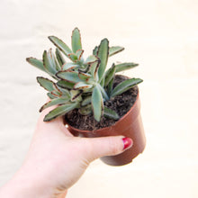 Load image into Gallery viewer, Kalanchoe Tomentosa &#39;Teddy Bear&#39;
