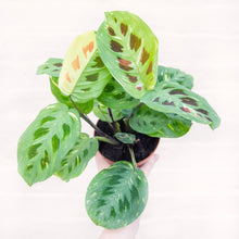 Load image into Gallery viewer, Maranta Leuconeura Kerchoveana Variegata &#39;Prayer Plant&#39;
