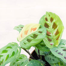 Load image into Gallery viewer, Maranta Leuconeura Kerchoveana Variegata &#39;Prayer Plant&#39;
