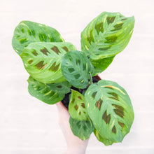 Load image into Gallery viewer, Maranta Leuconeura Kerchoveana Variegata &#39;Prayer Plant&#39;
