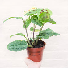 Load image into Gallery viewer, Maranta Leuconeura Kerchoveana Variegata &#39;Prayer Plant&#39;
