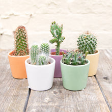 Load image into Gallery viewer, Mystery Cactus In Ceramic Pot

