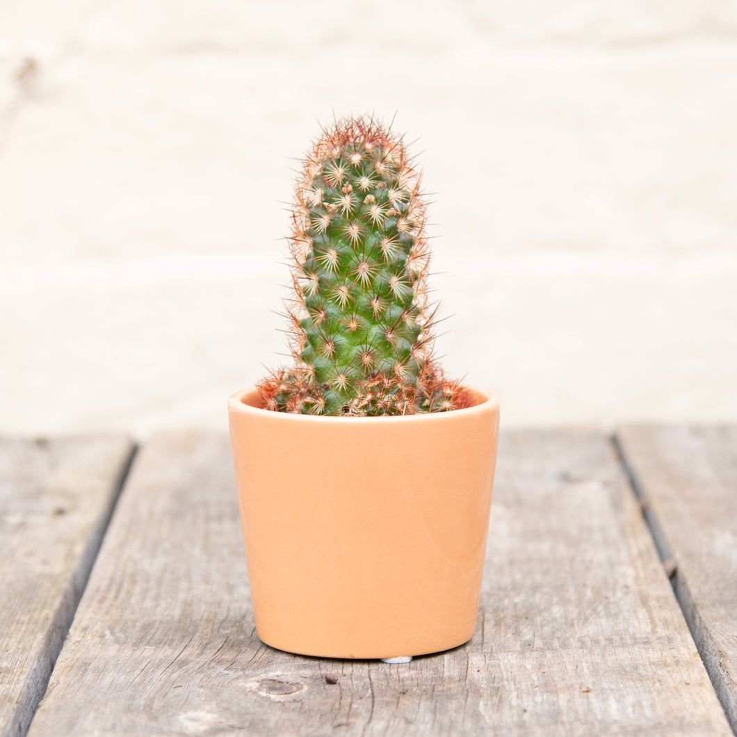 Mystery Cactus In Ceramic Pot