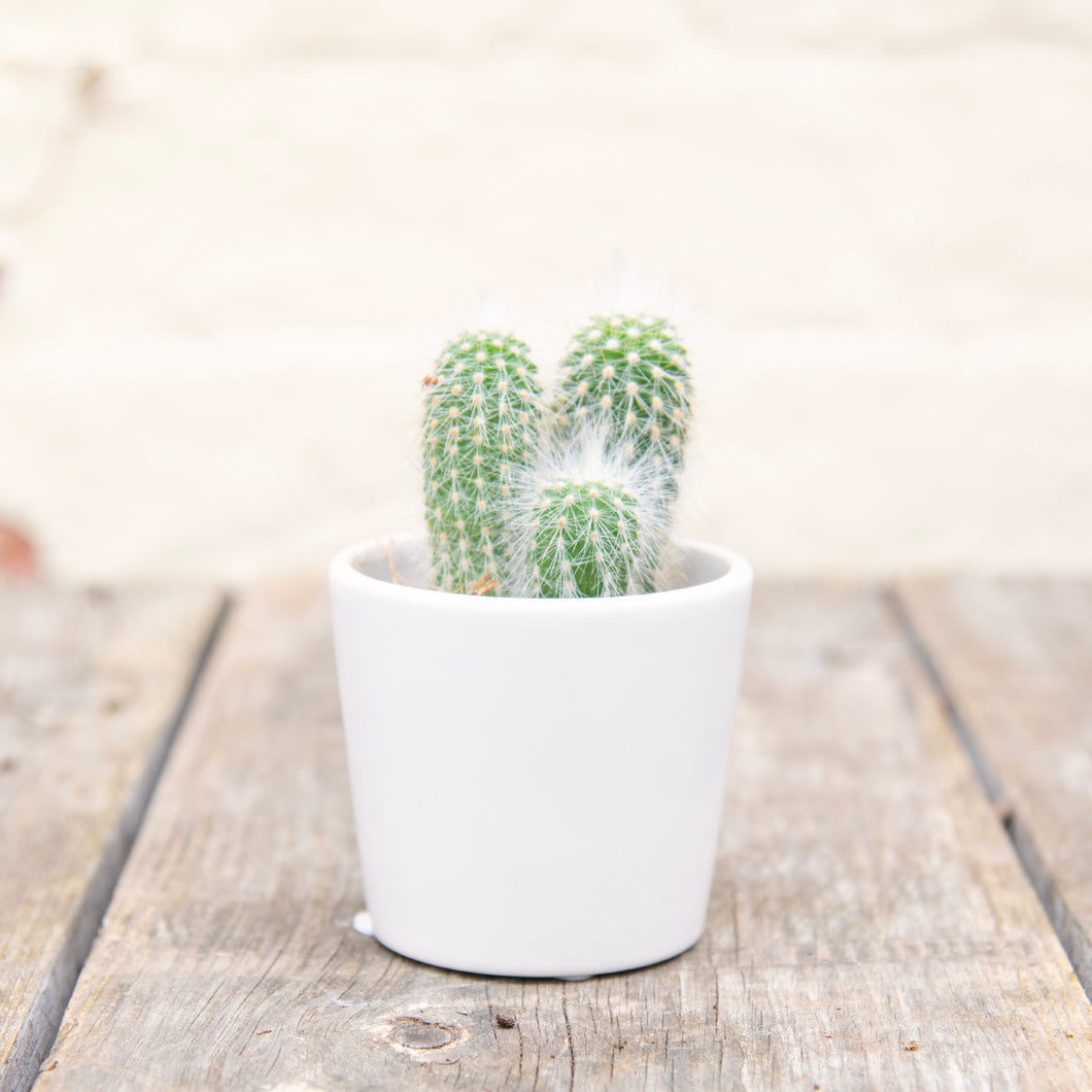 Mystery Cactus In Ceramic Pot