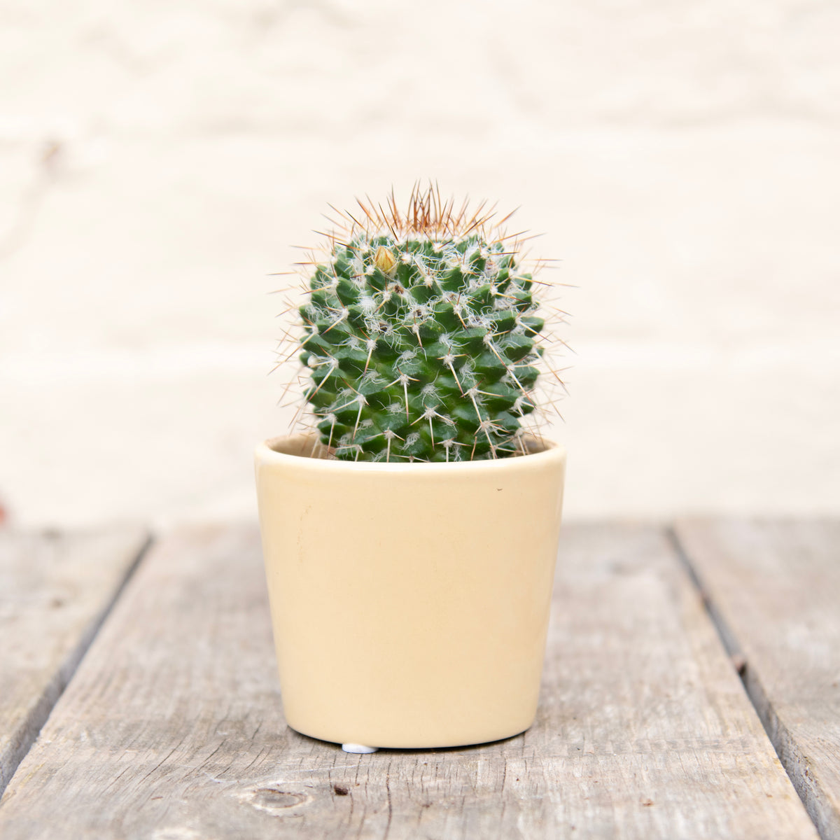 Mystery Cactus In Ceramic Pot – Moose Plant Shop