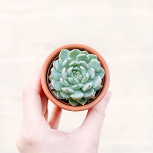 Mystery Succulent Mix In Terracotta Pot