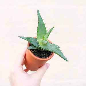 Mystery Succulent Mix In Terracotta Pot