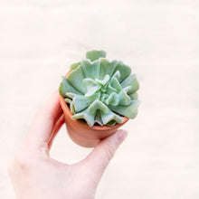 Load image into Gallery viewer, Mystery Succulent Mix In Terracotta Pot
