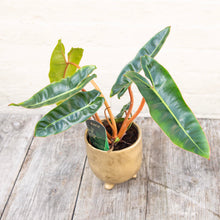 Load image into Gallery viewer, XL Philodendron Billietiae
