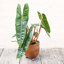 Load image into Gallery viewer, XL Philodendron Billietiae
