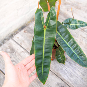 XL Philodendron Billietiae