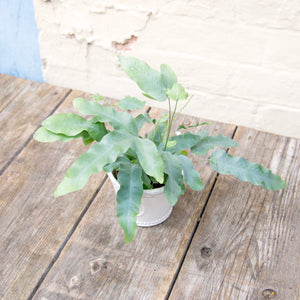 Phlebodium Aureum 'Blue Star Fern'