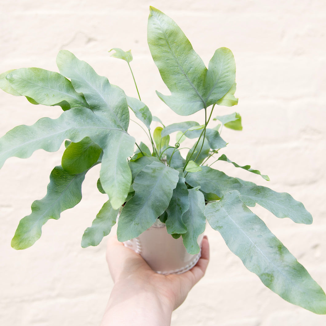 Phlebodium Aureum 'Blue Star Fern'