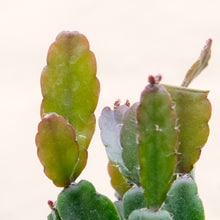 Load image into Gallery viewer, Rhipsalis Agudoensis &#39;Mistletoe Cactus&#39;
