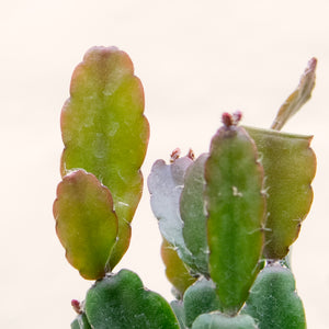 Rhipsalis Agudoensis 'Mistletoe Cactus'